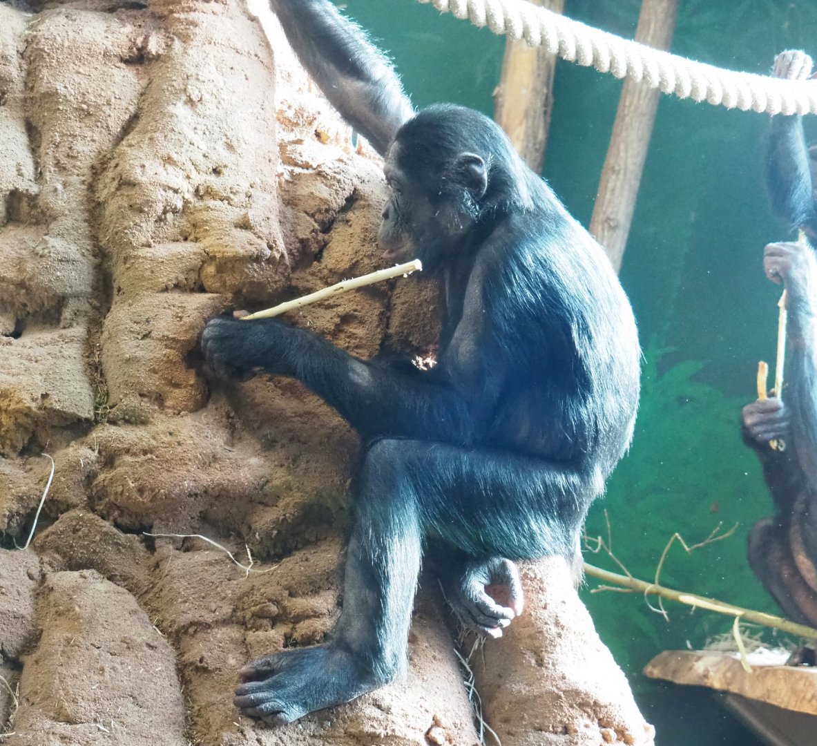Bonobo (Pan paniscus) "fishing" food from fake termite mound, 2021-11-23
