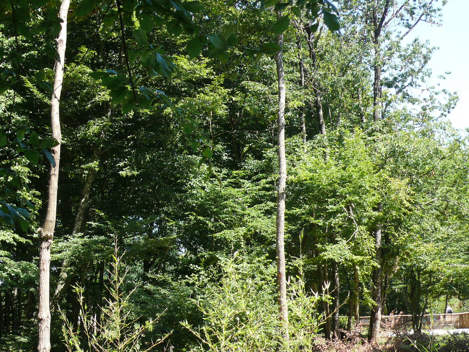 Bonobo (Pan paniscus) in the trees