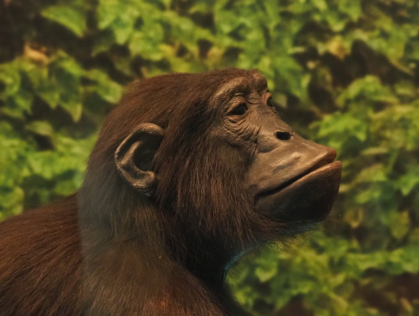 Bonobo (Pan paniscus) specimen, 2021-10-20