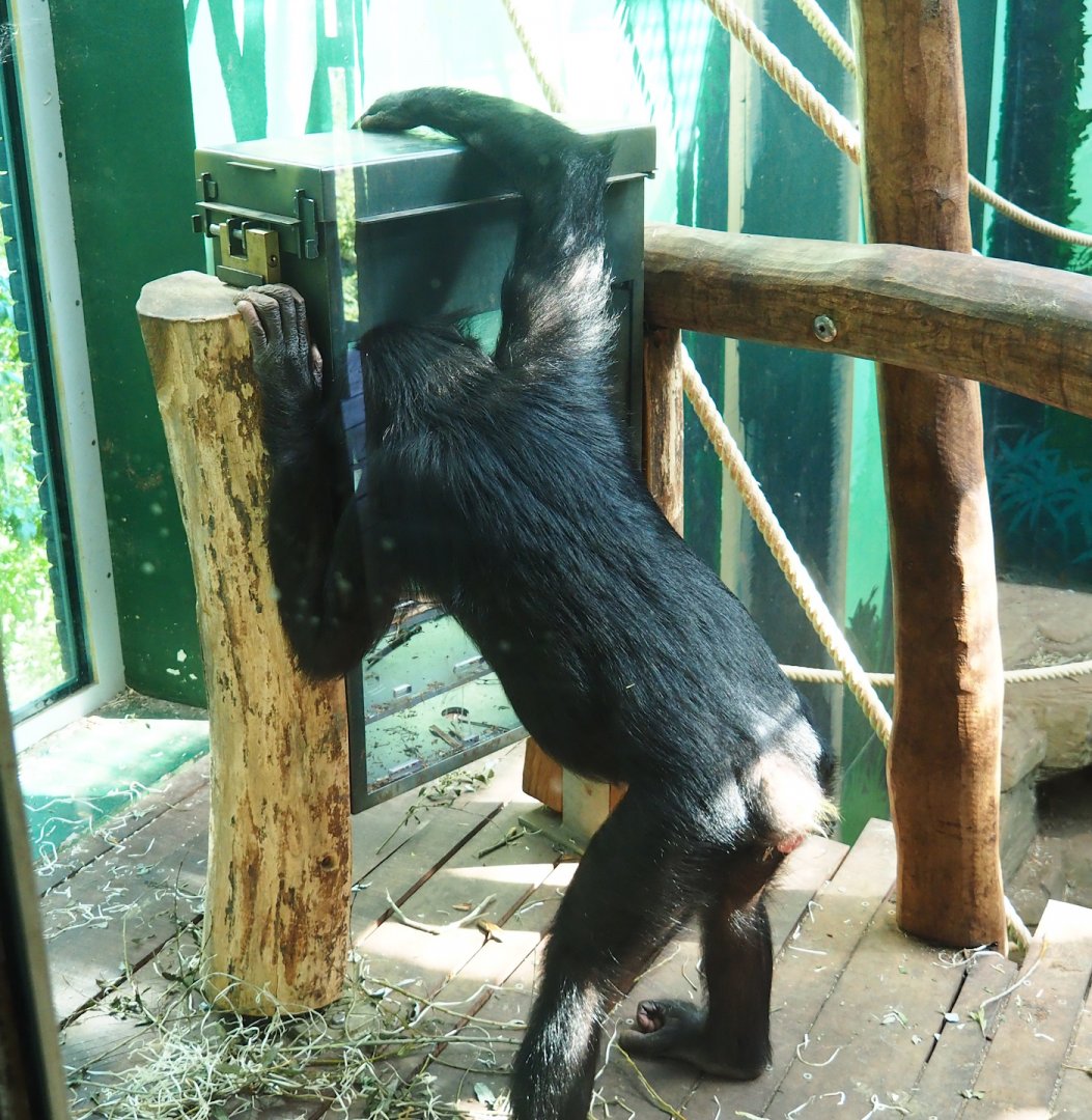 Bonobo (Pan paniscus) using enrichment puzzle feeder, 2023-07-08