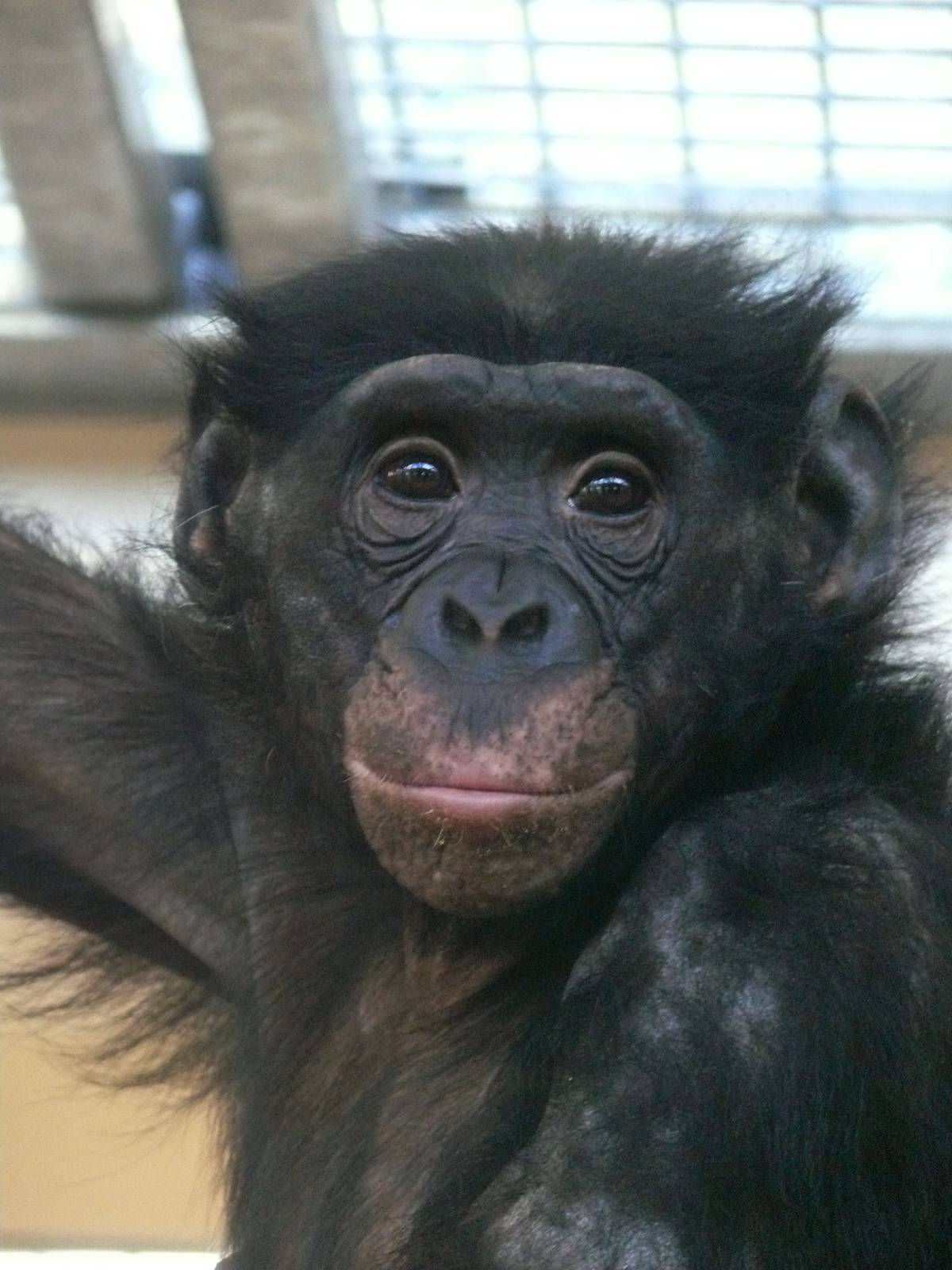Bonobo (Pan paniscus)