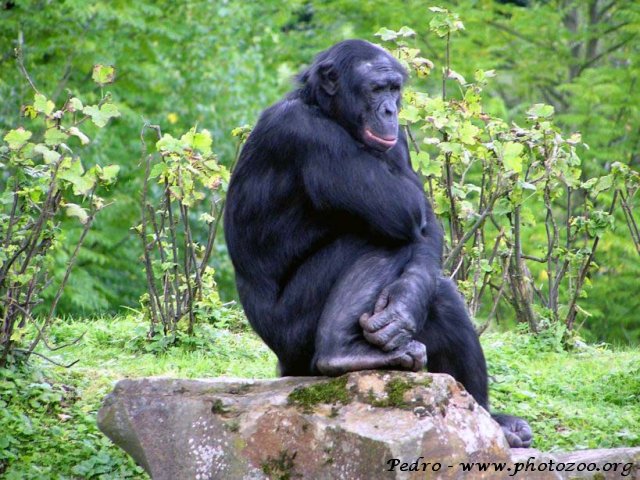 Bonobo (Pan paniscus)