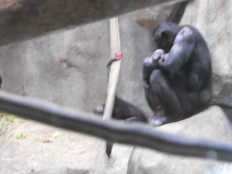 Bonobo (Pan paniscus)