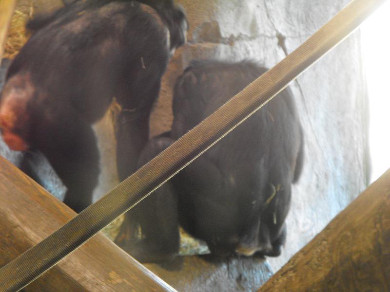 Bonobo (Pan paniscus)