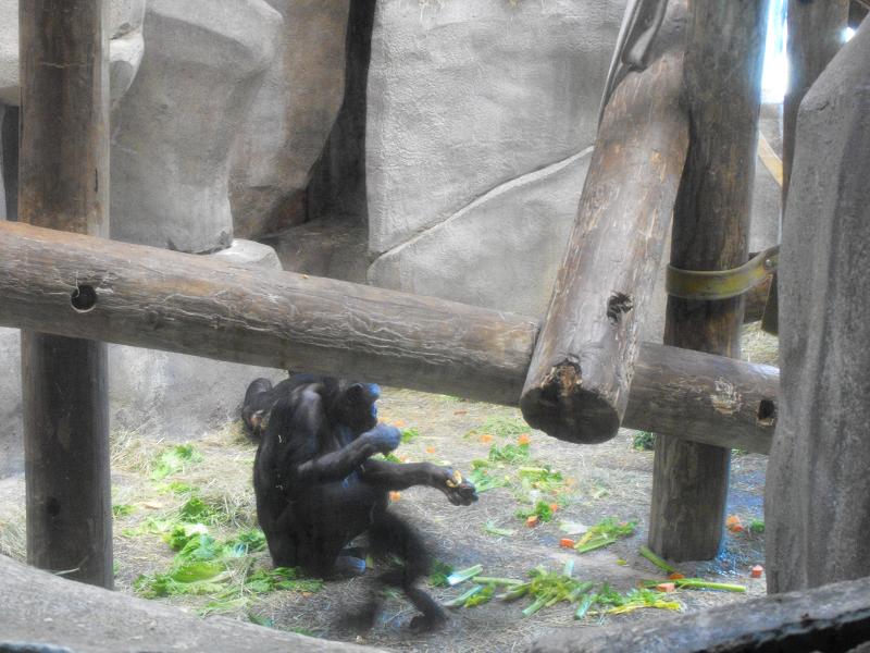 Bonobo (Pan paniscus)