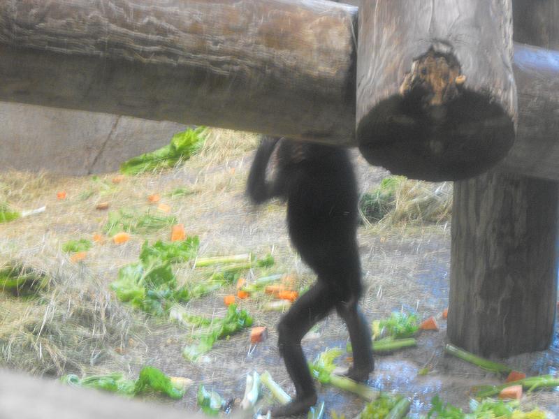 Bonobo (Pan paniscus)