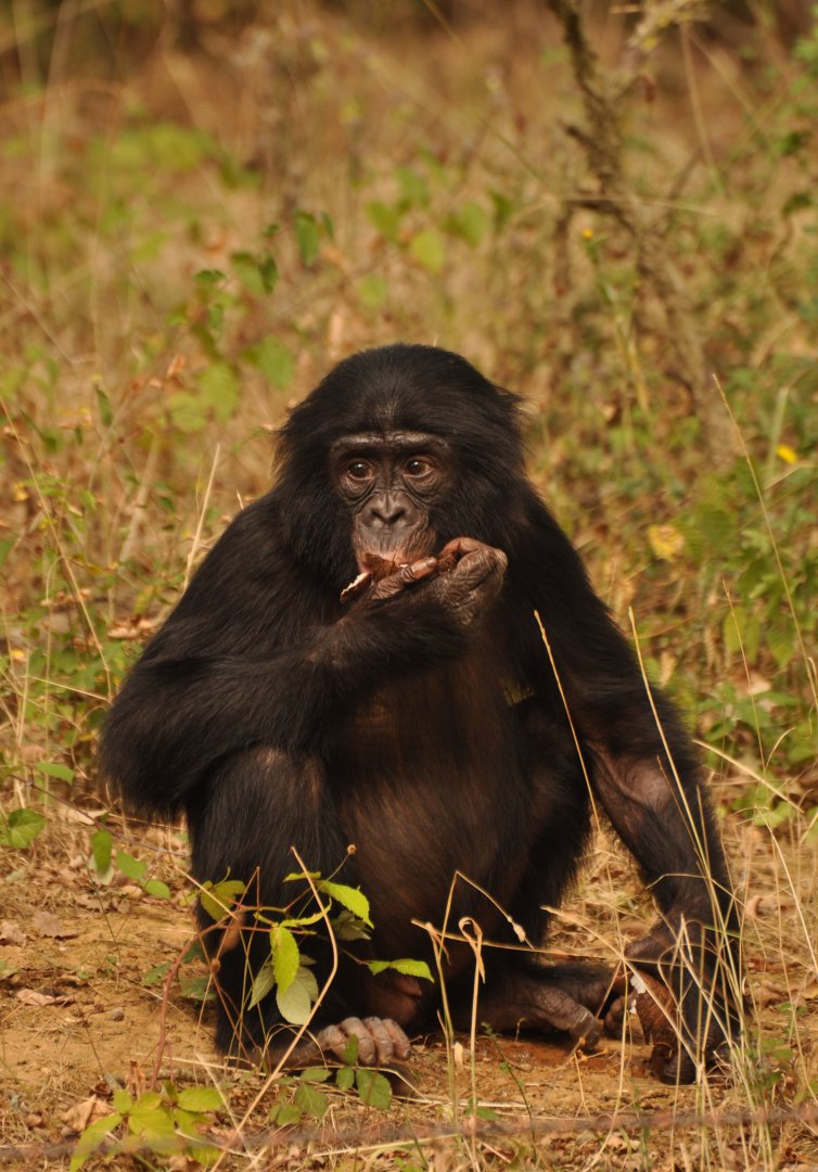 Bonobo (Pan paniscus)