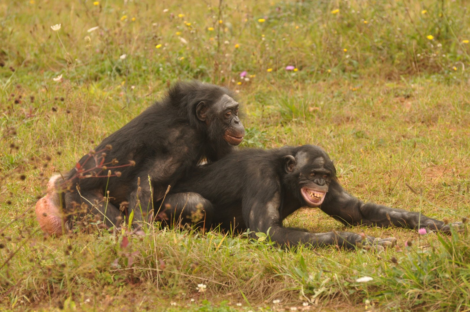Bonobo (Pan paniscus)