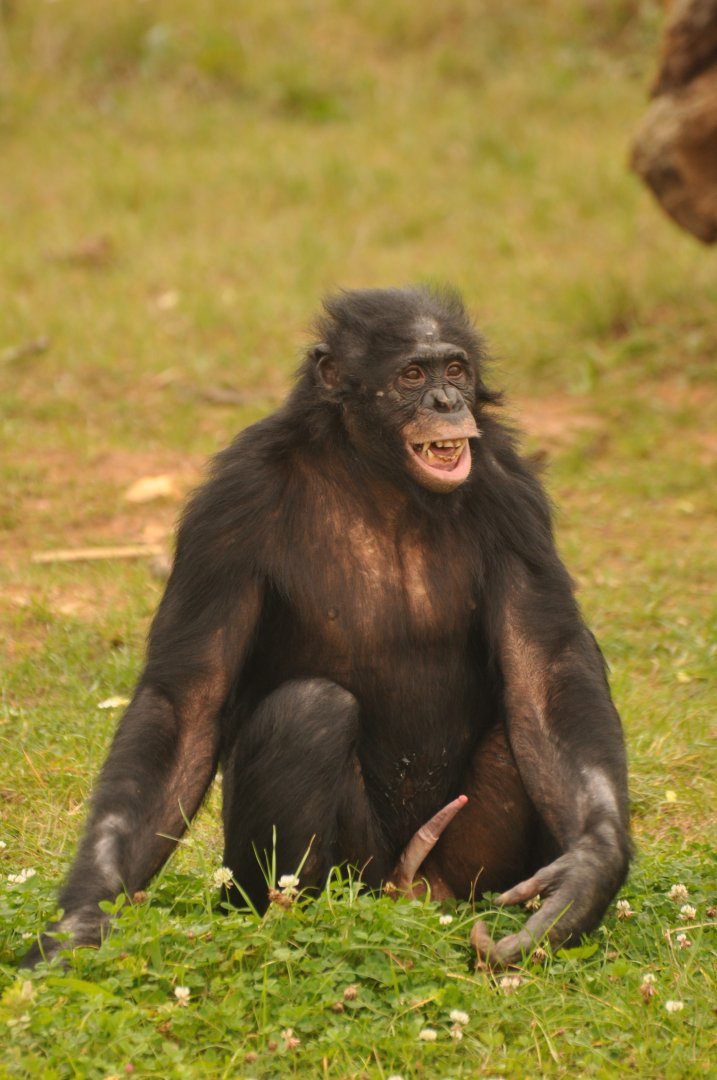 Bonobo (Pan paniscus)