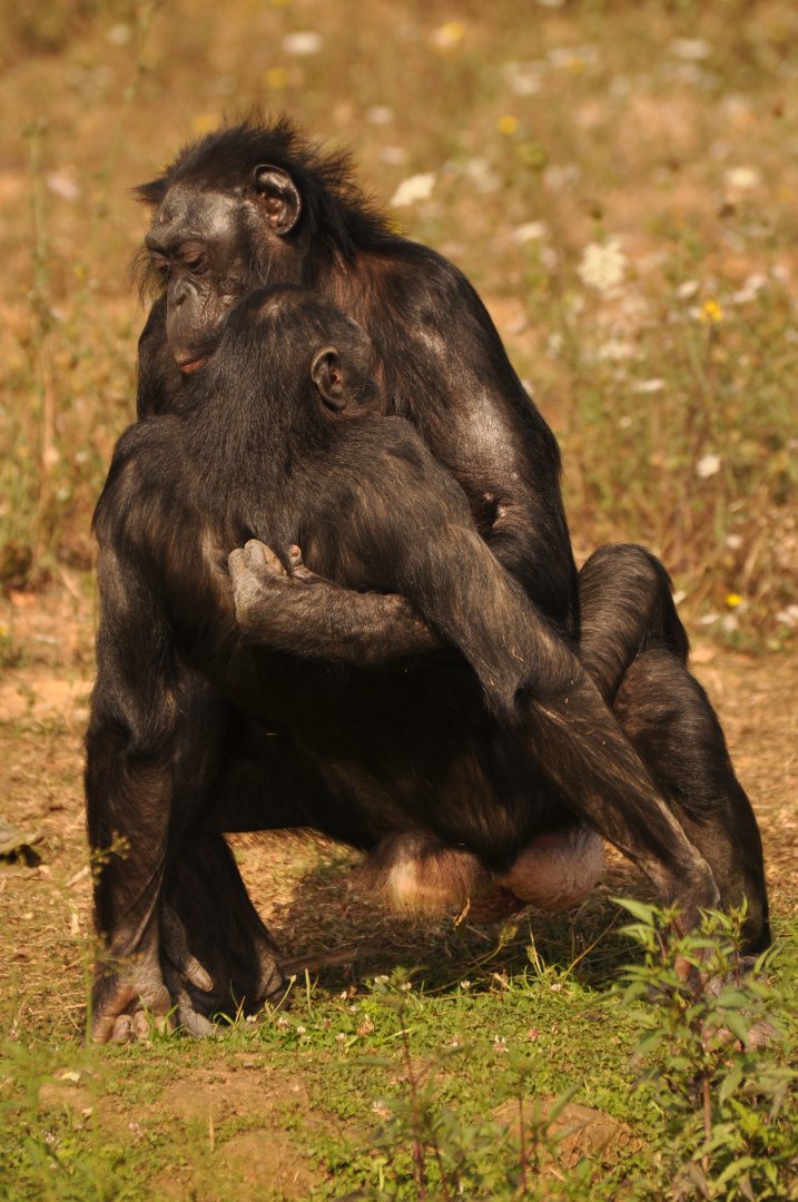 Bonobo (Pan paniscus)
