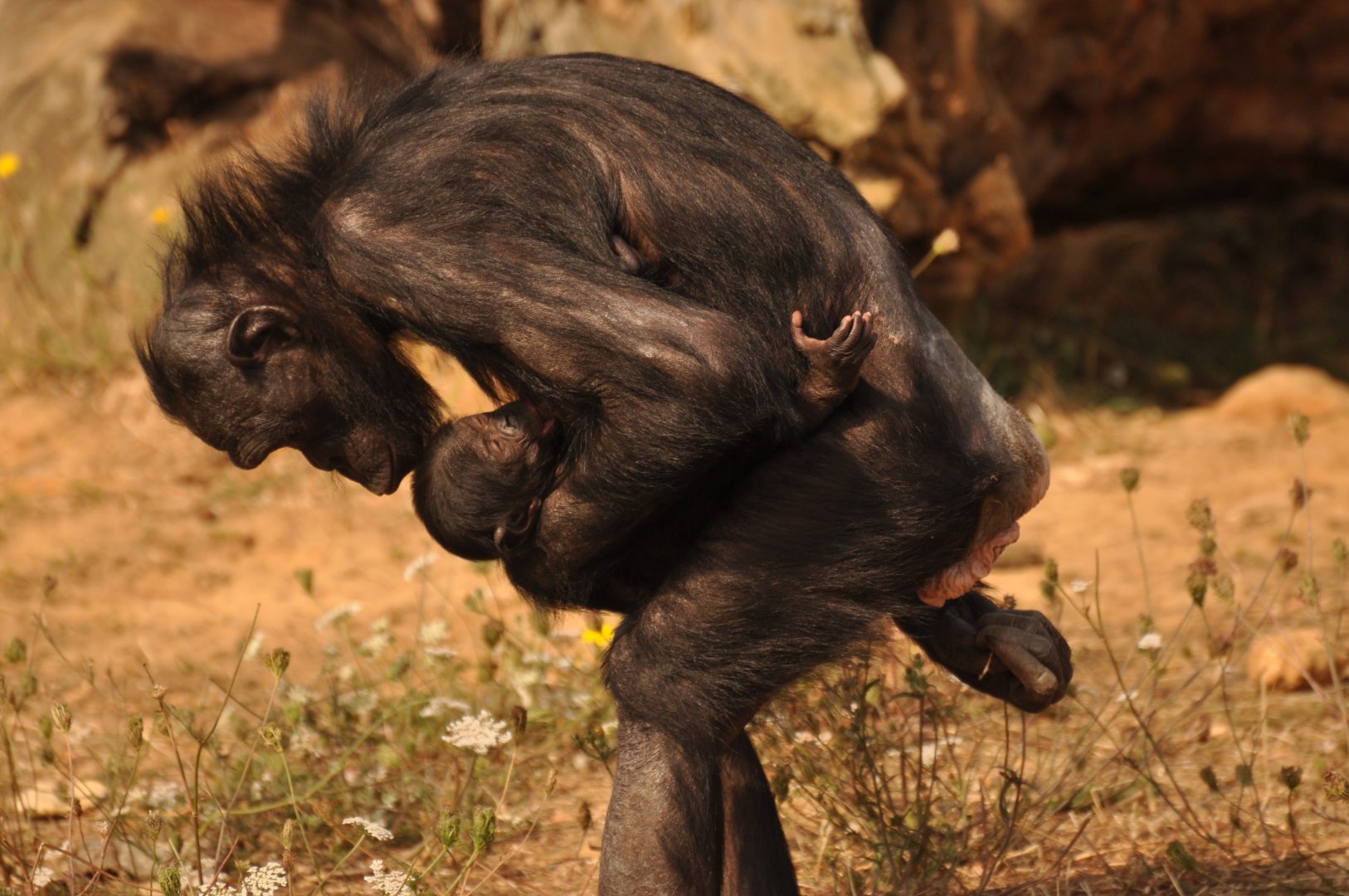 Bonobo (Pan paniscus)