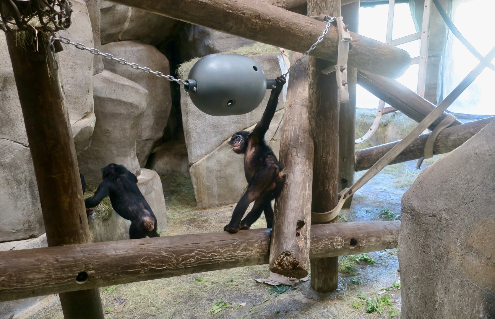 Bonobo (Pan paniscus)