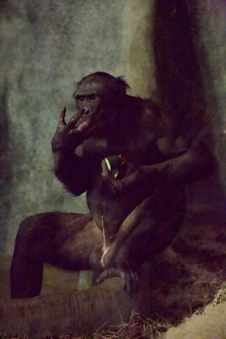 Bonobo/ Pan paniscus
