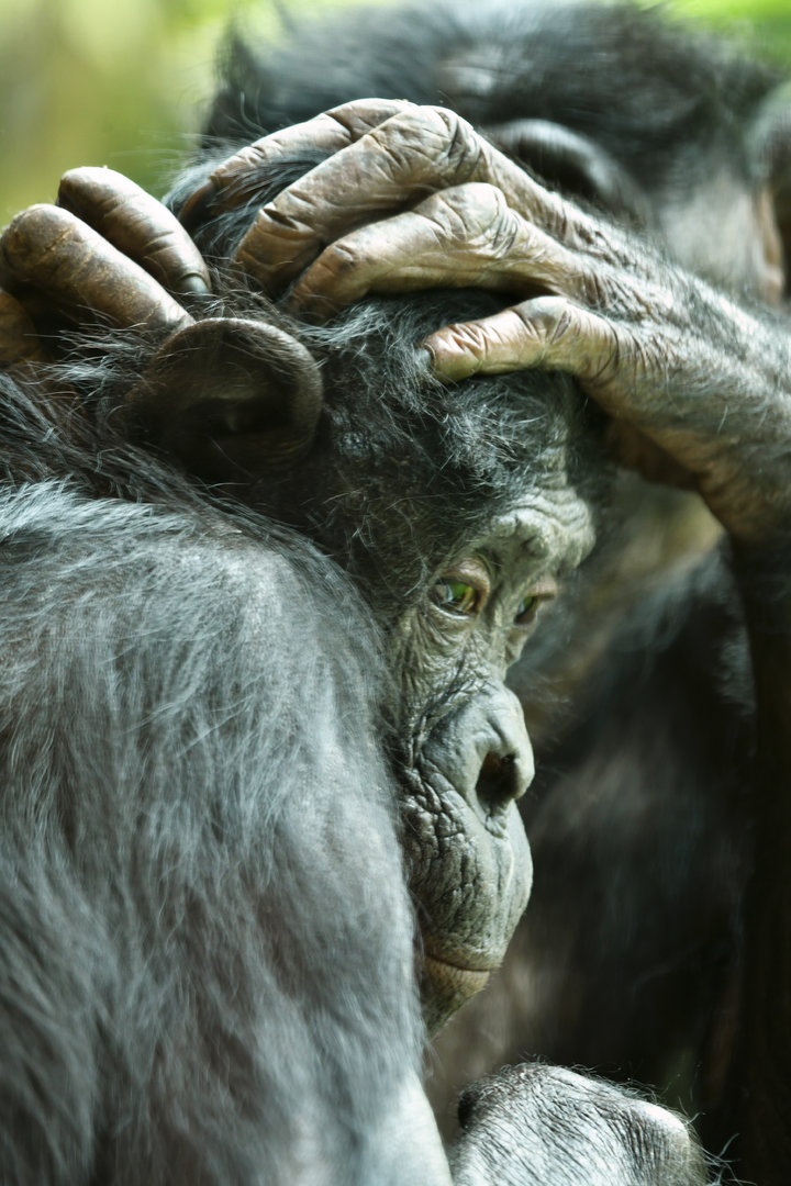 Bonobo (Pan paniscus)