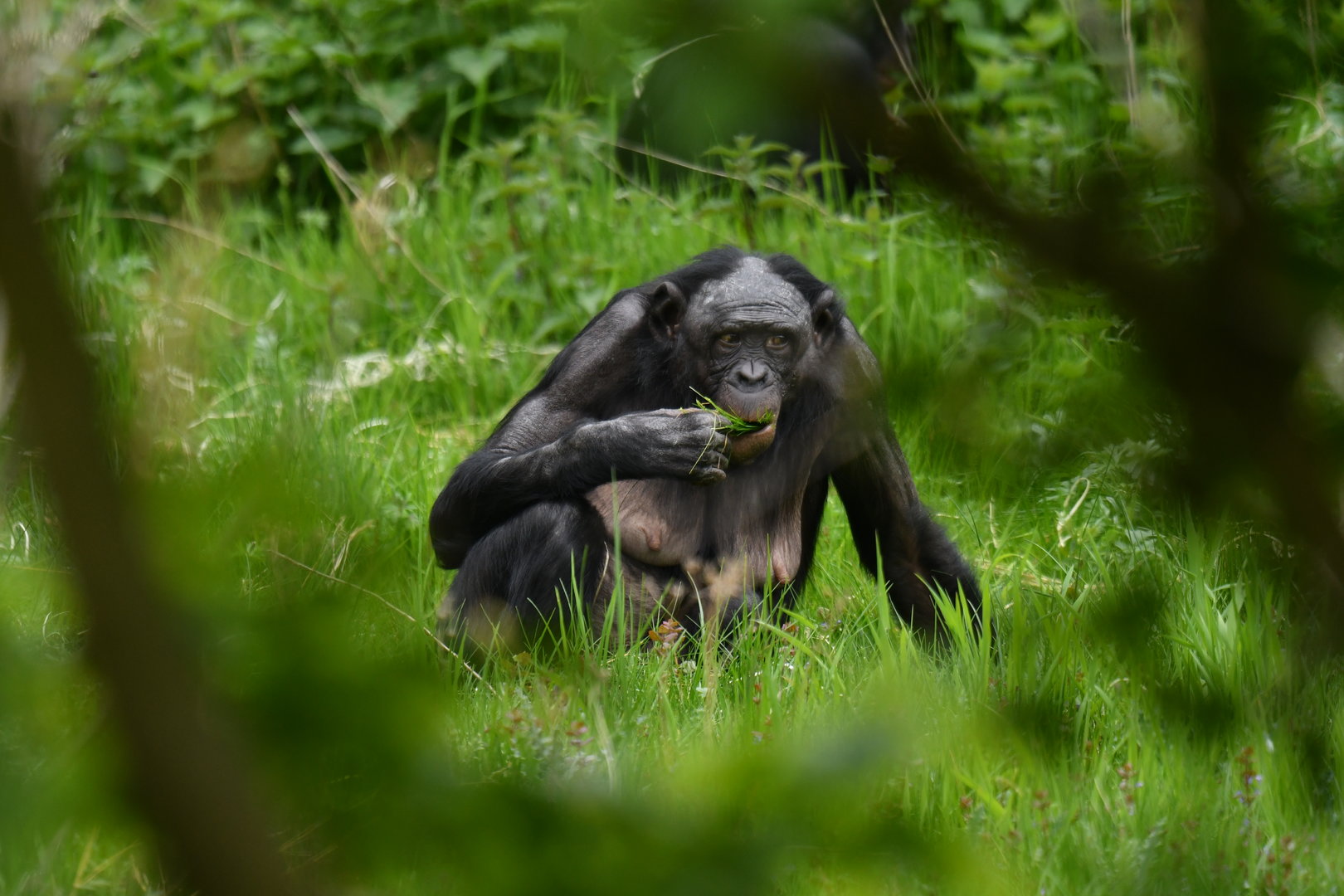 Bonobo (Pan paniscus)