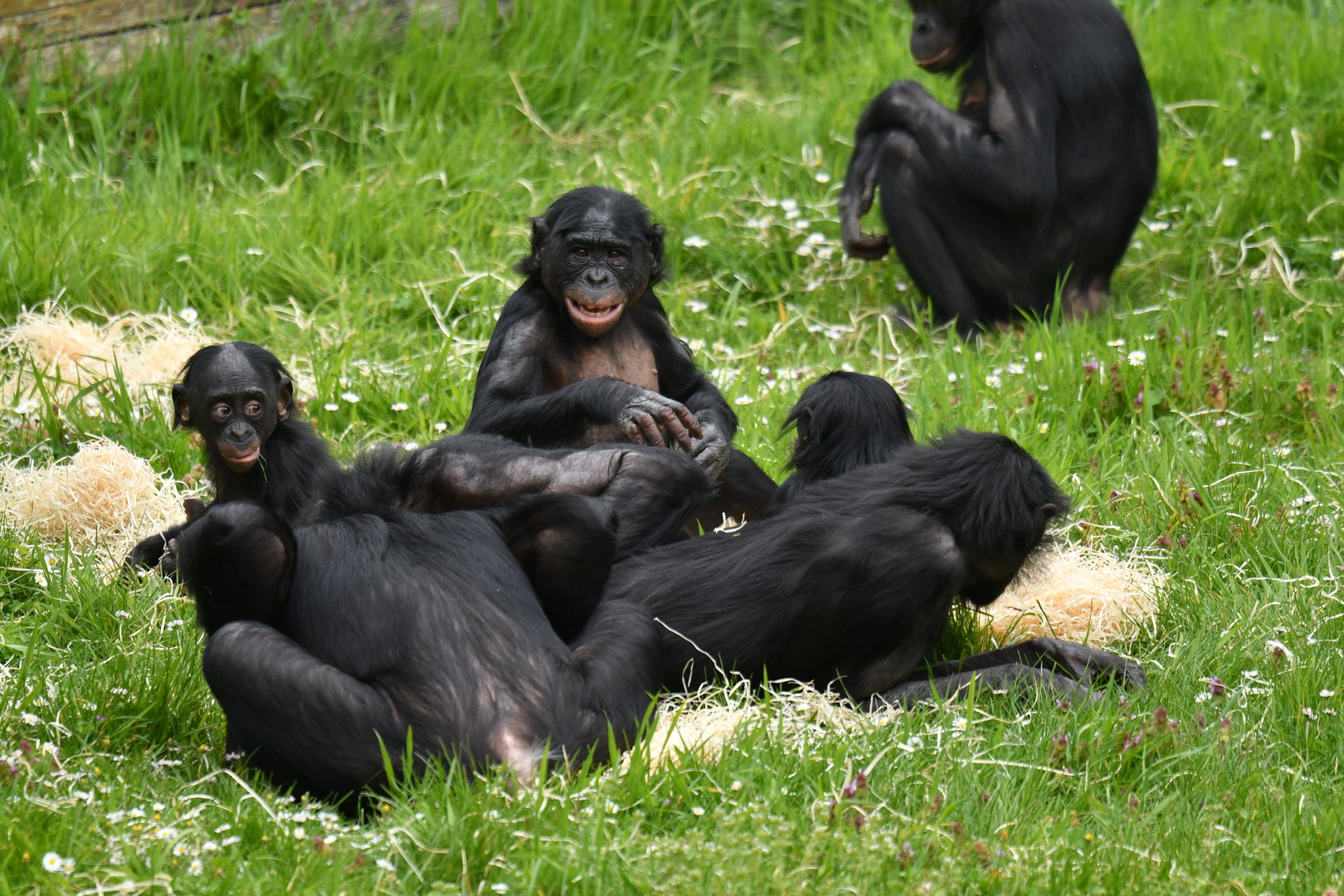 Bonobo (Pan paniscus)