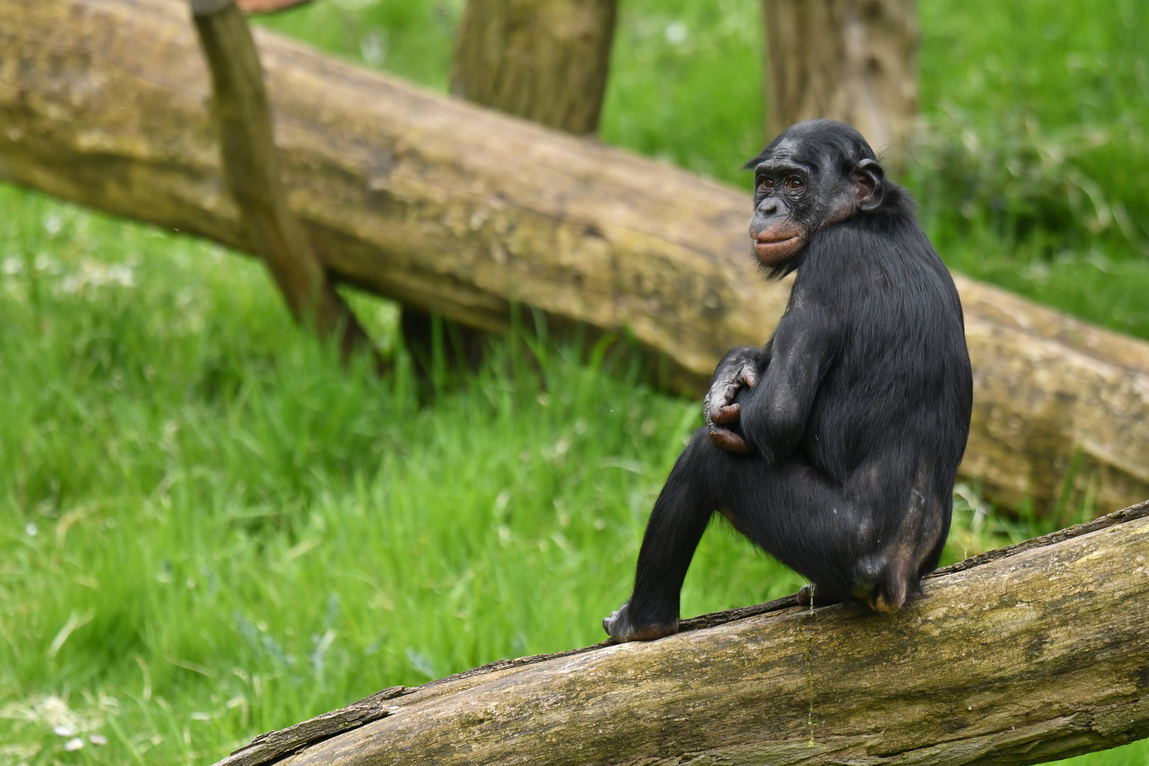 Bonobo (Pan paniscus)