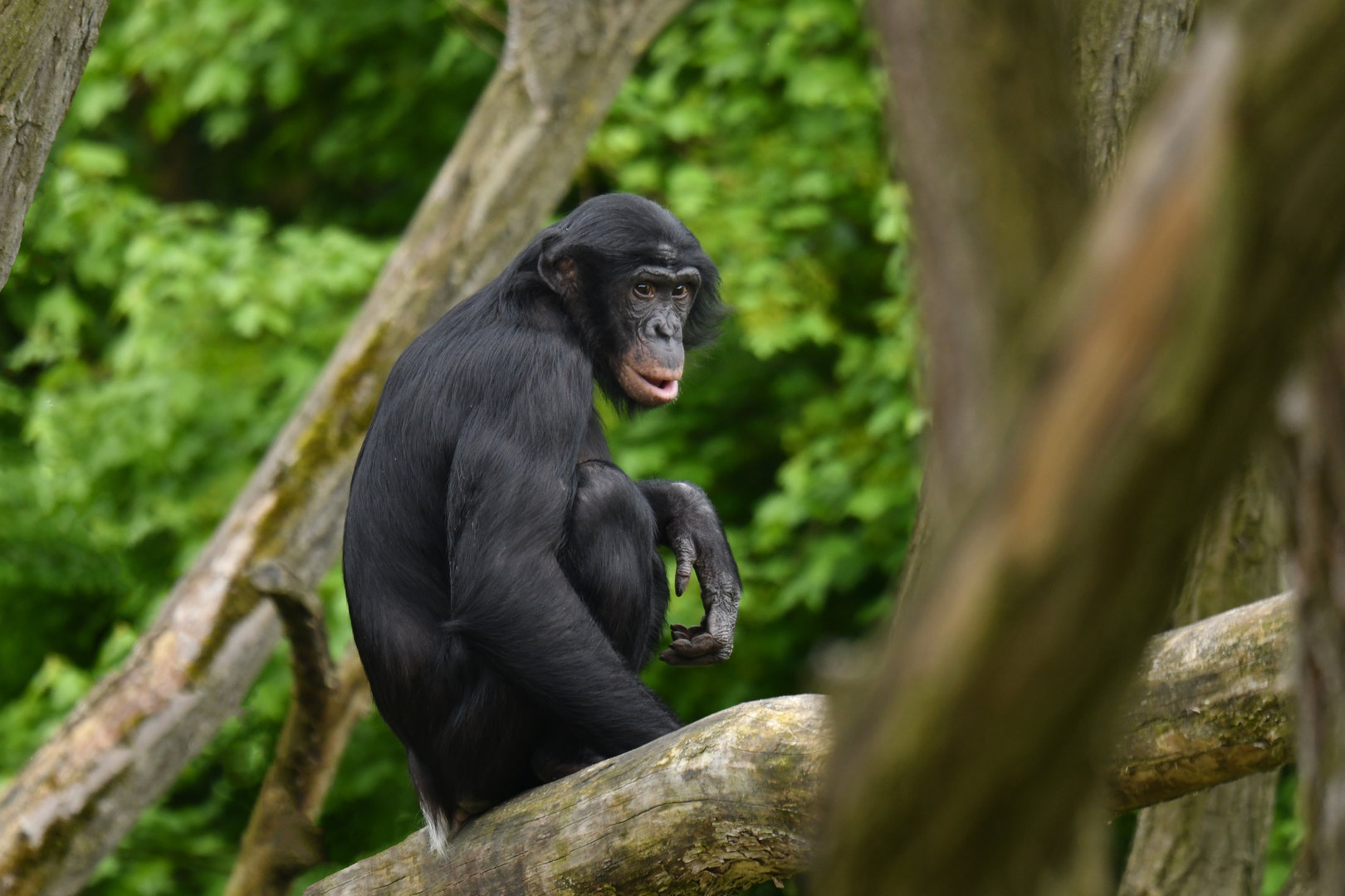 Bonobo (Pan paniscus)