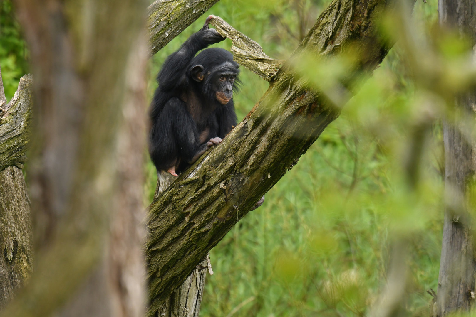 Bonobo (Pan paniscus)