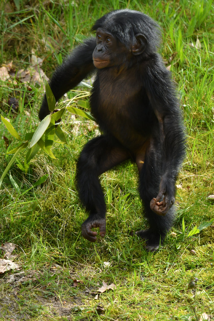 Bonobo Pan paniscus