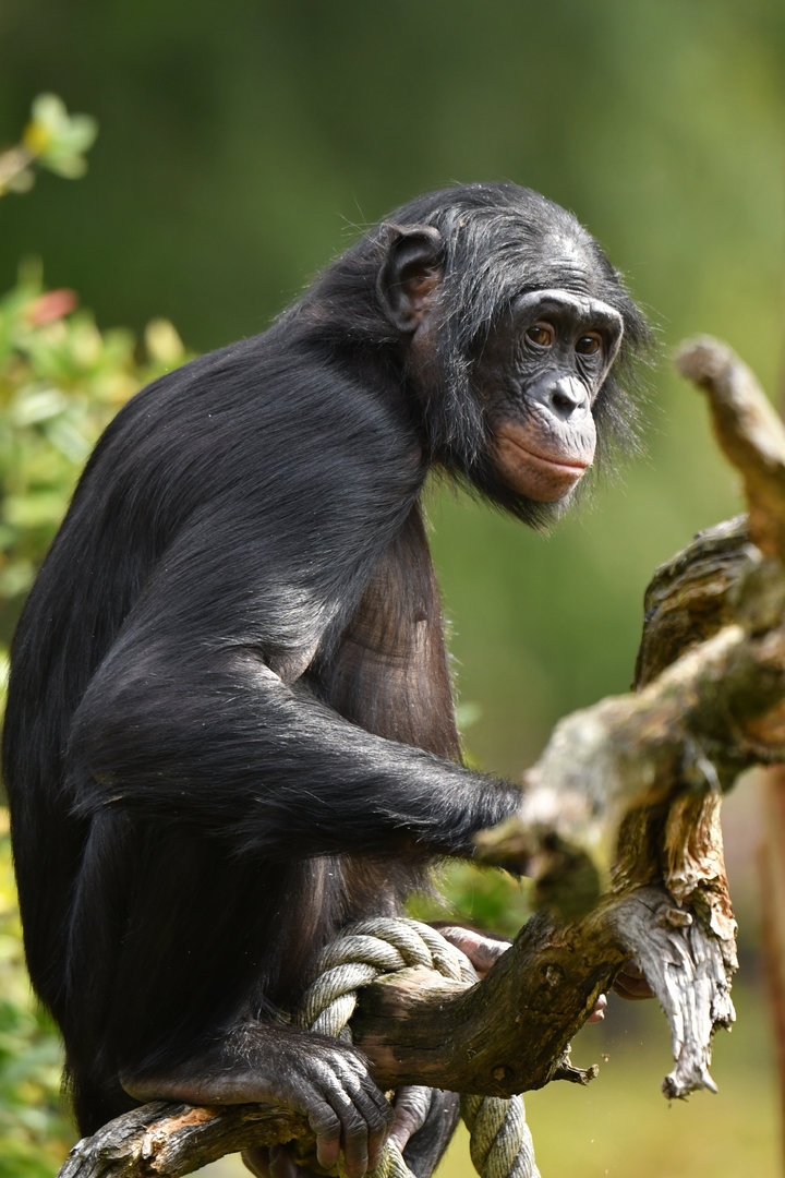Bonobo Pan paniscus