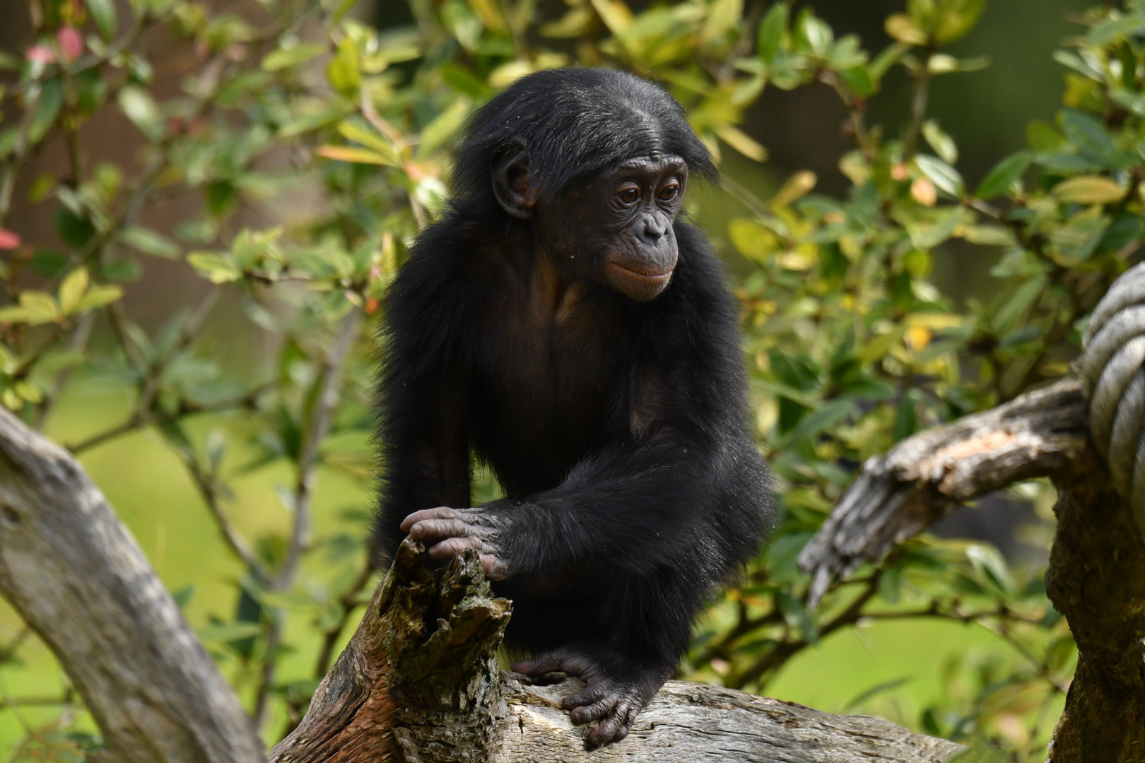 Bonobo Pan paniscus