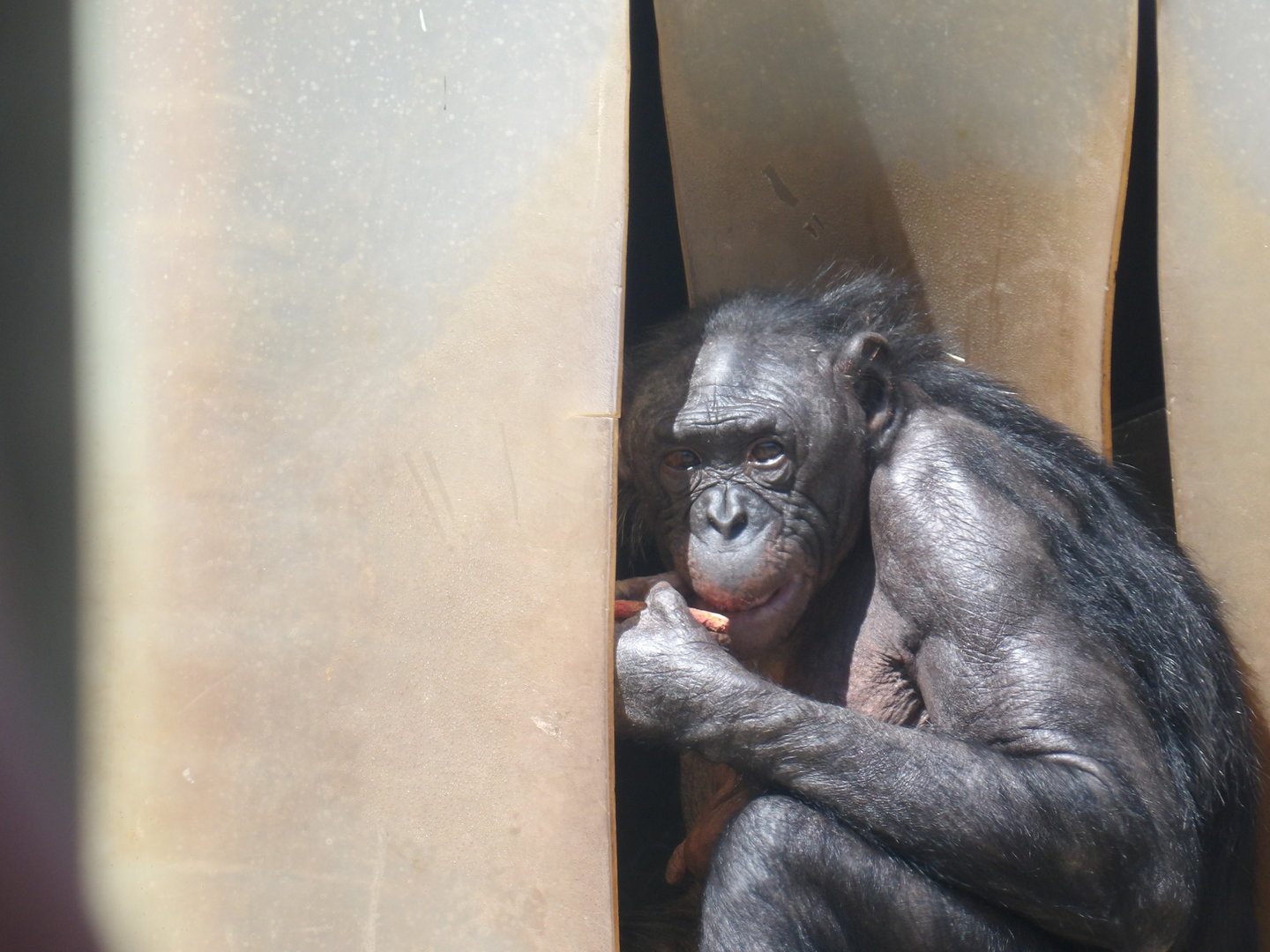 Bonobo (Pan paniscus)