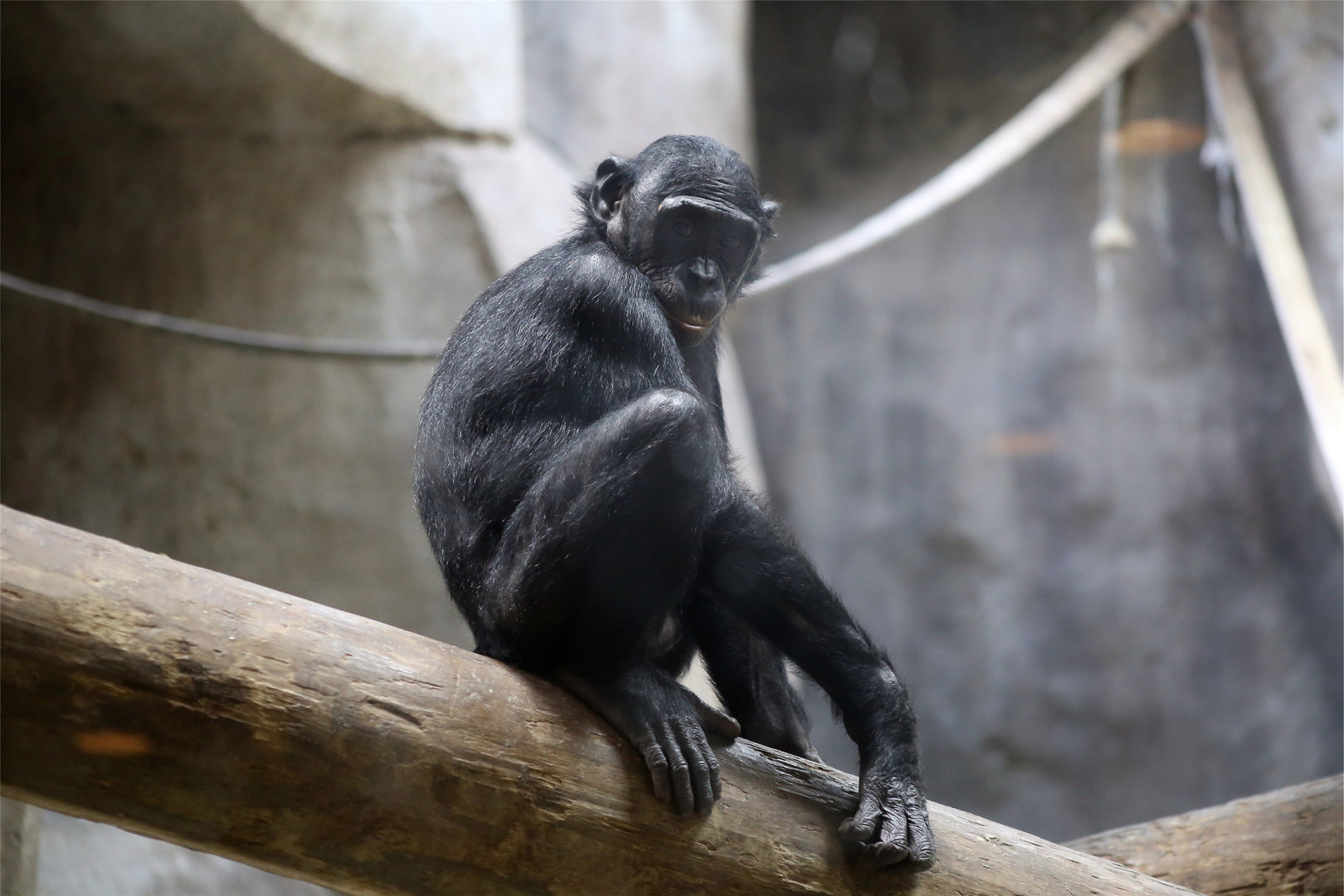 Bonobo (Pan paniscus)