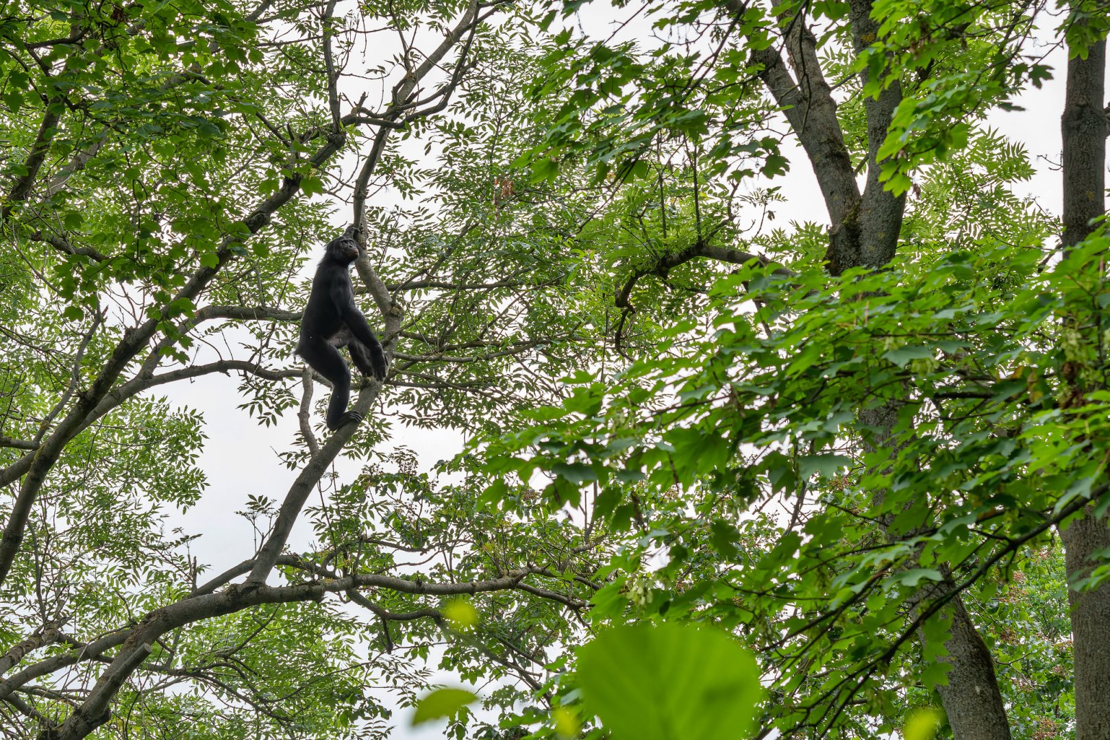 Bonobo (Pan paniscus)