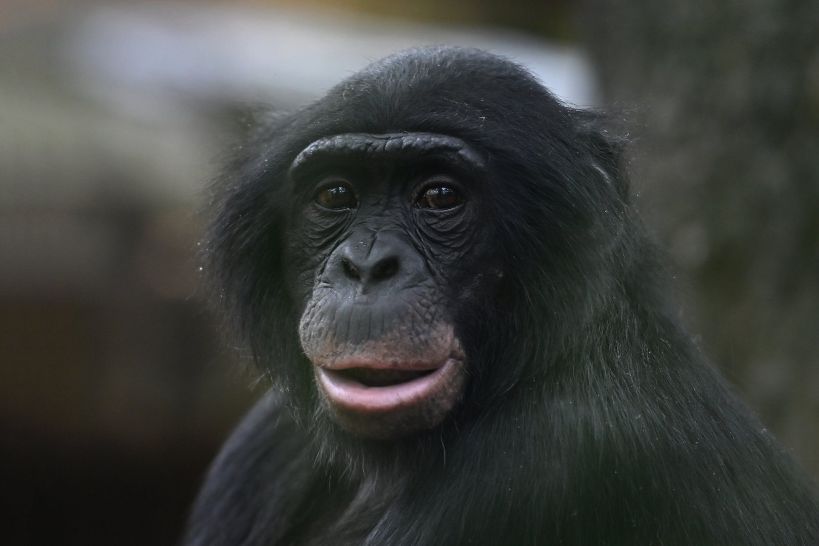 Bonobo (Pan paniscus)