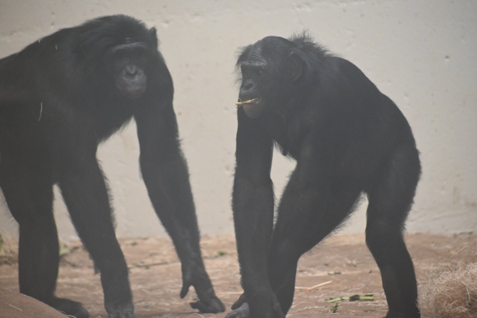Bonobo (Pan paniscus)