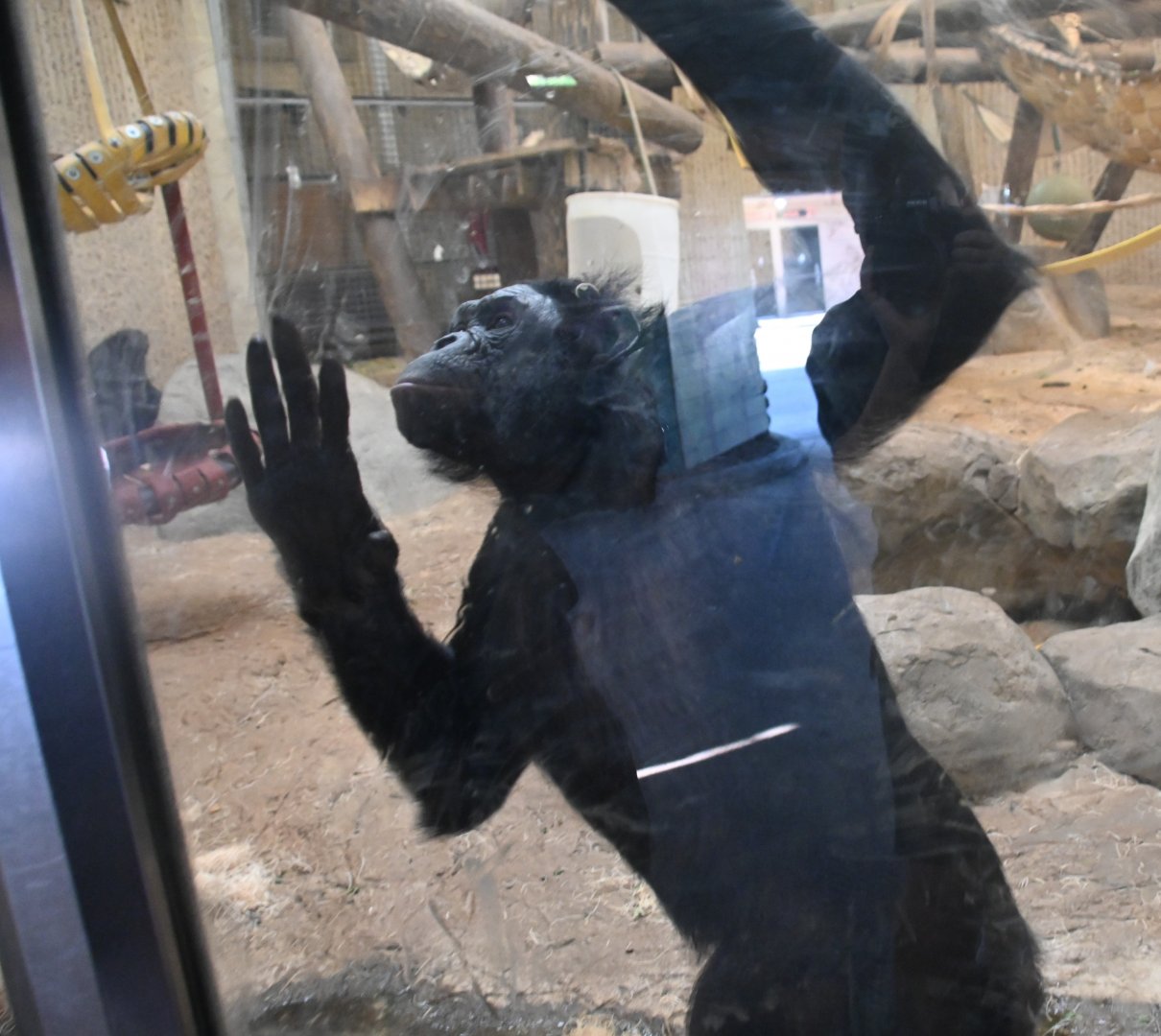 Bonobo (Pan paniscus)