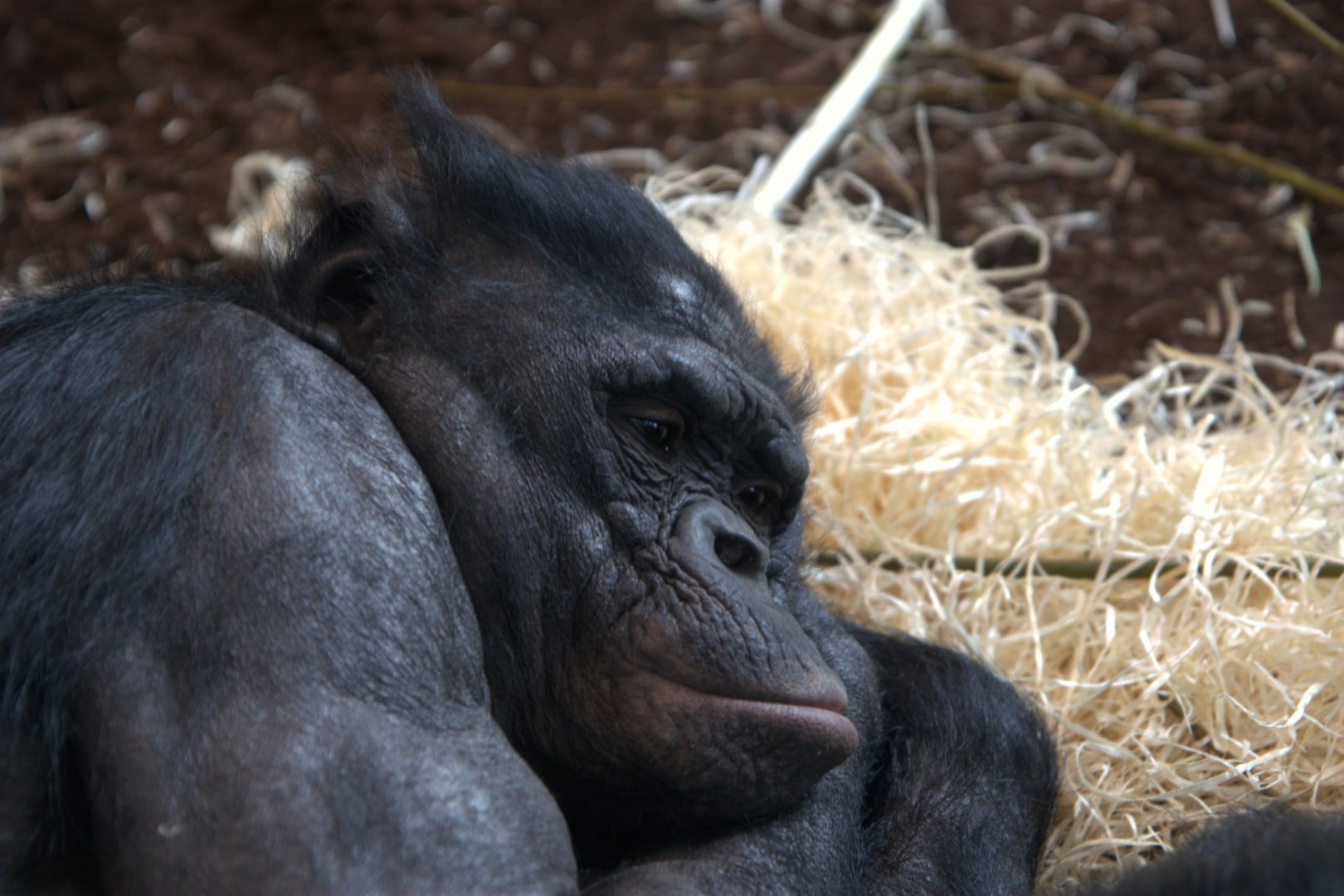 Bonobo (Pan paniscus)