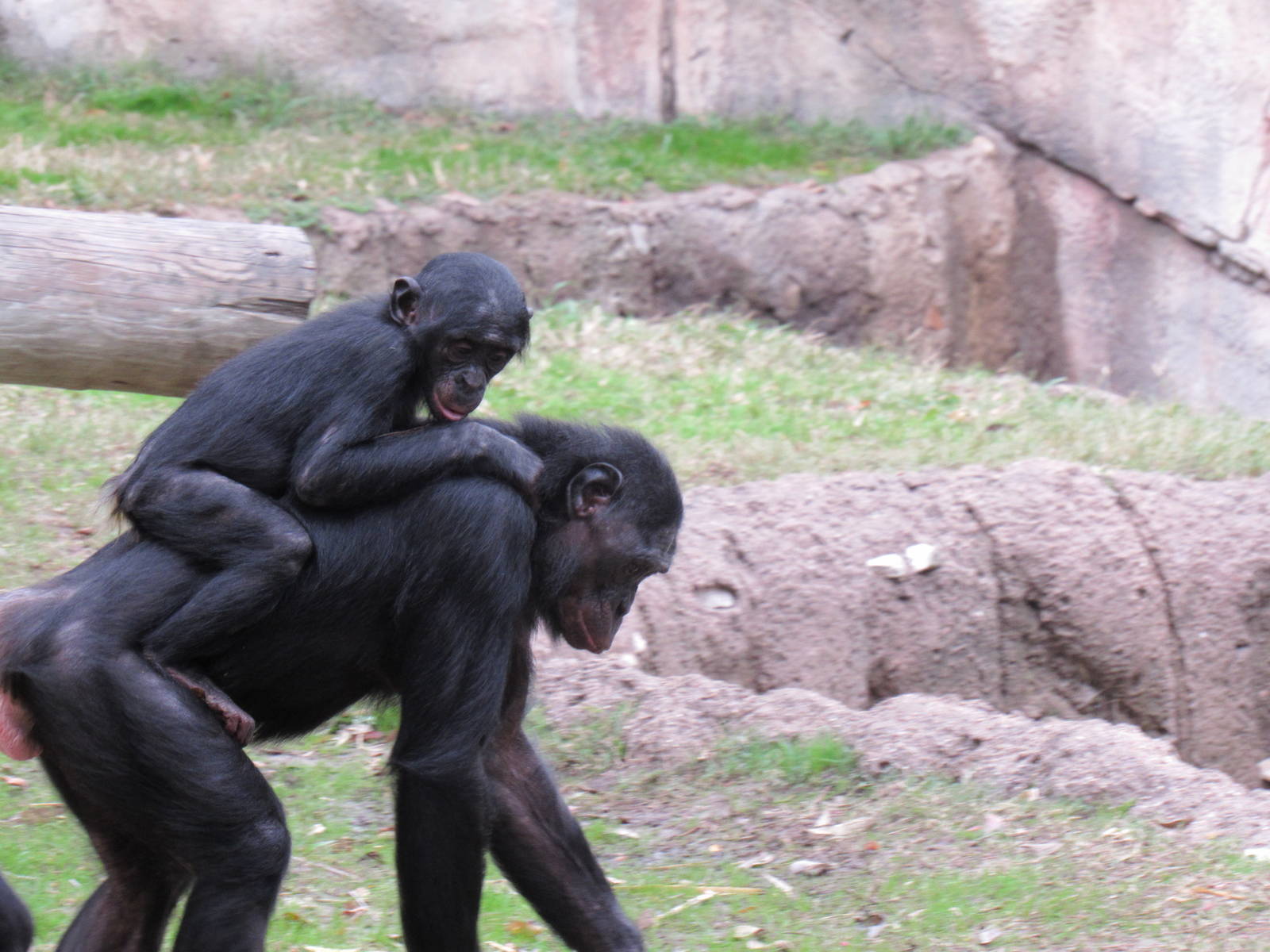 Bonobo Piggyback Ride