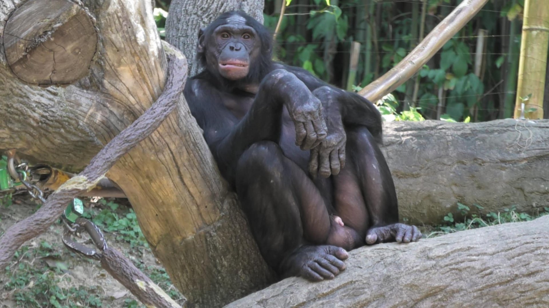 Bonobo posing for the camera