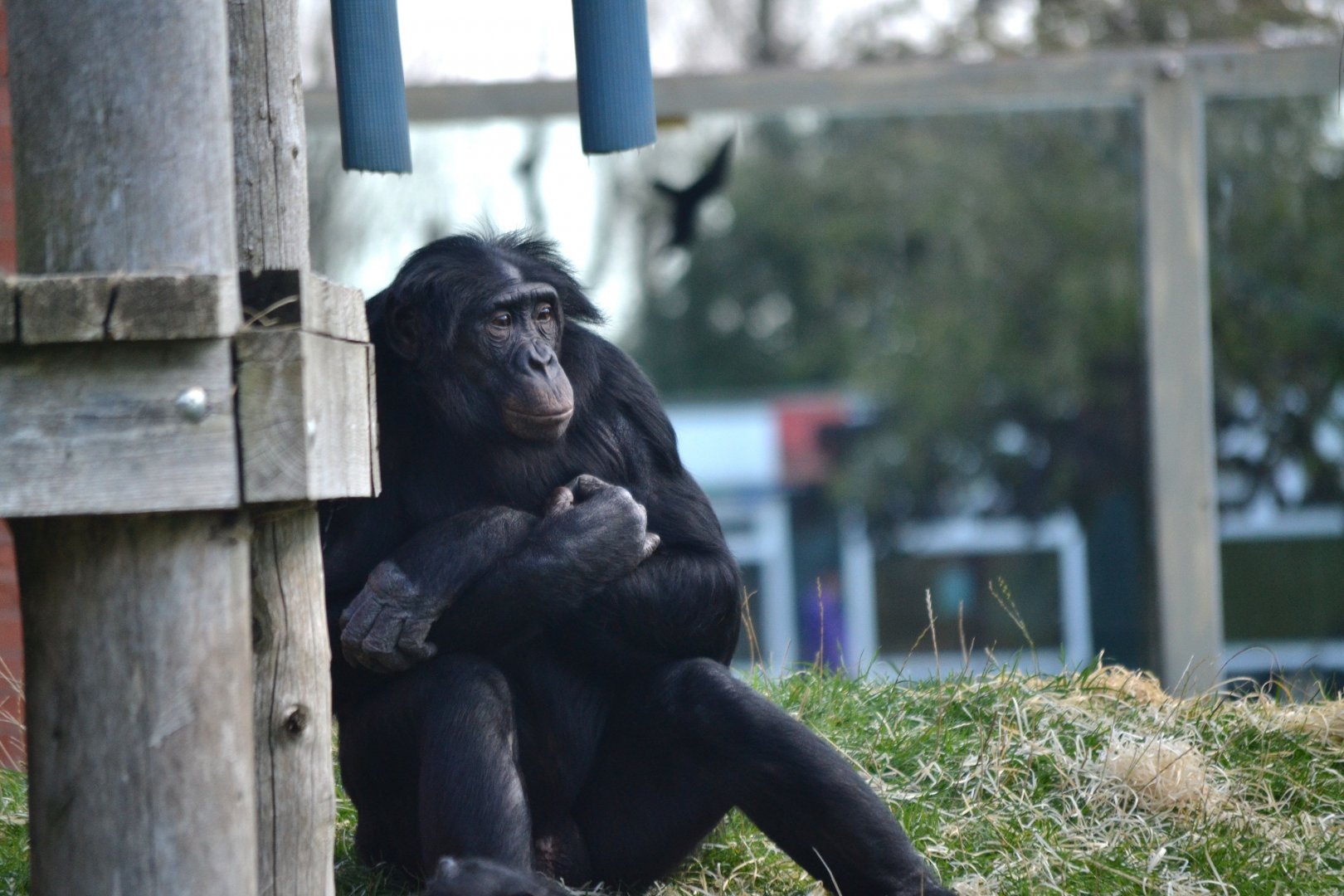 Bonobo - September 2015