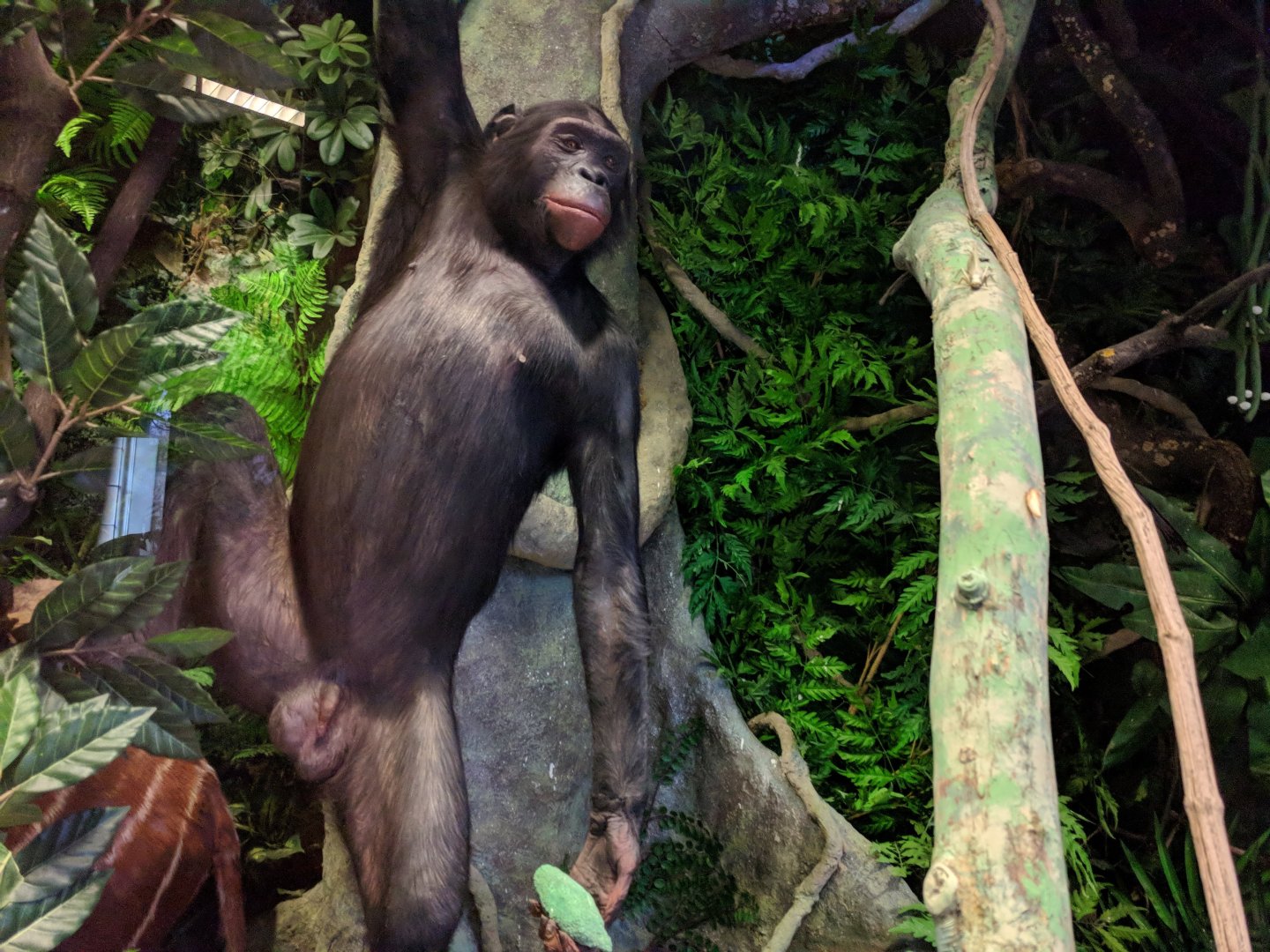 Bonobo Stuttgart Natural History Museum 2019