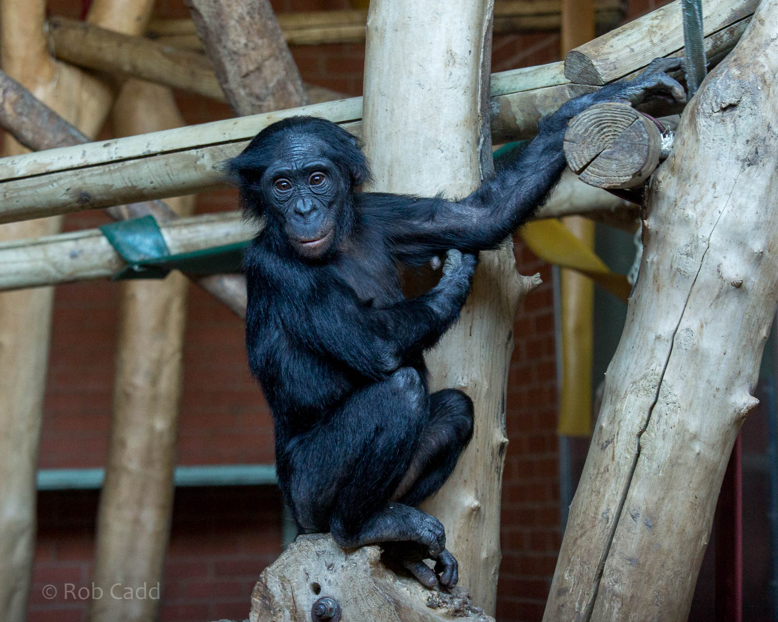 Bonobo : Twycross : 03 Oct 2014