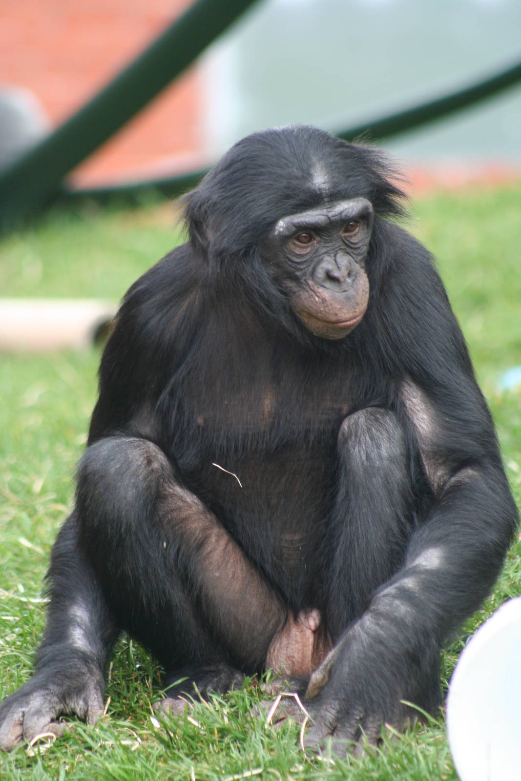 Bonobo @ Twycross; 22.10.2010