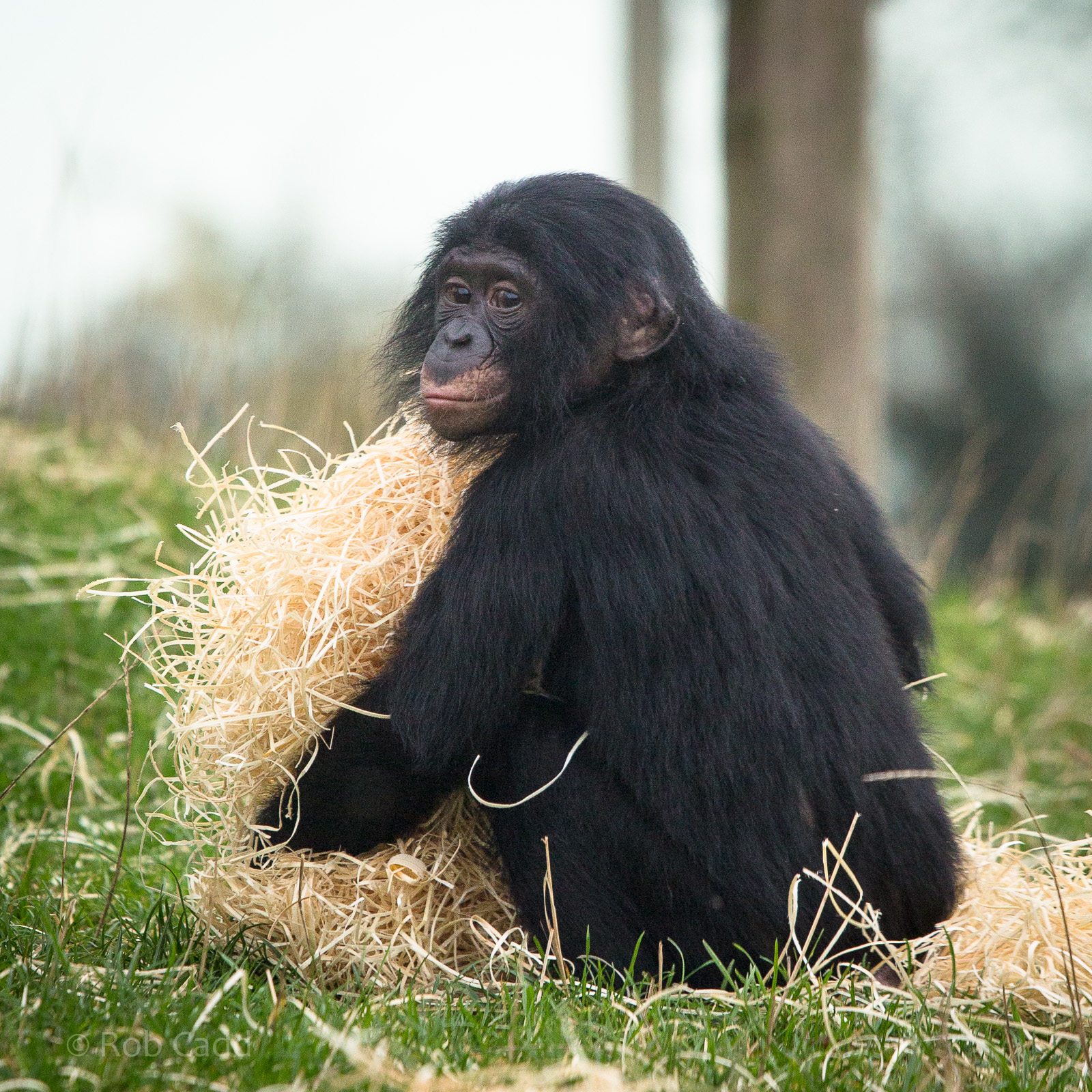 Bonobo : Twycross : 31 Oct 2014