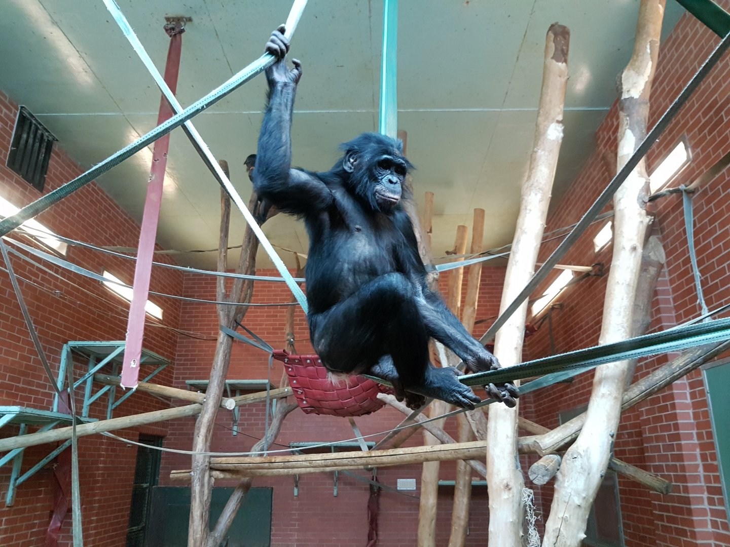 Bonobo - Twycross zoo - Feb 2017