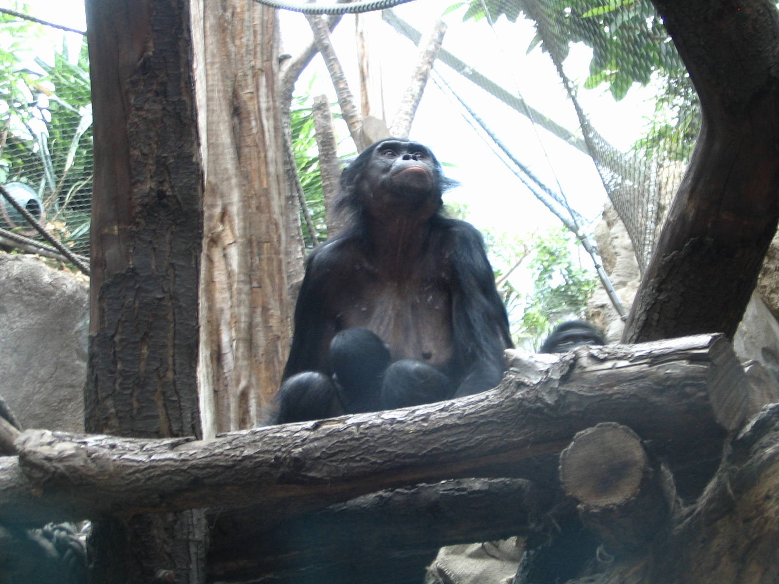 Bonobo "Ulindi" with her tow days old son
