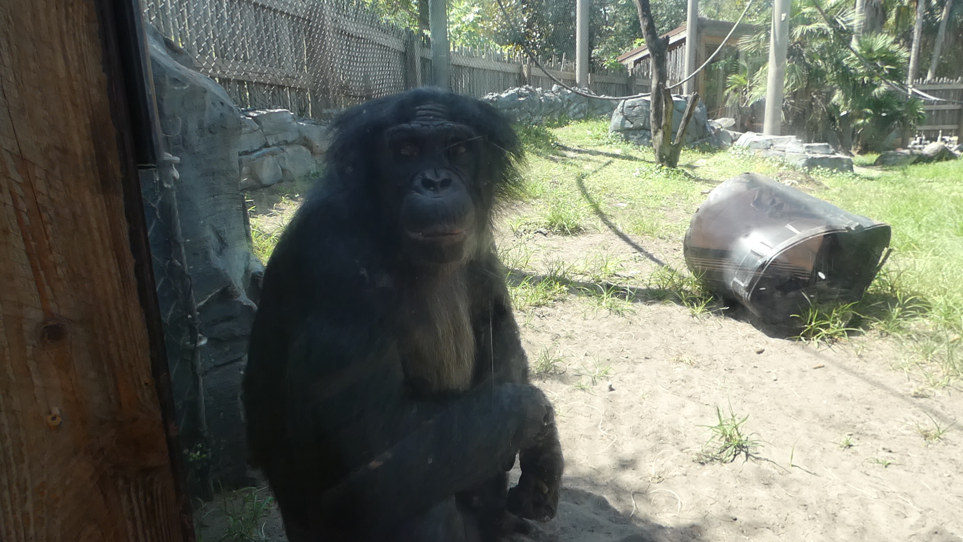 Bonobo Up-close, African Forest - June 2022