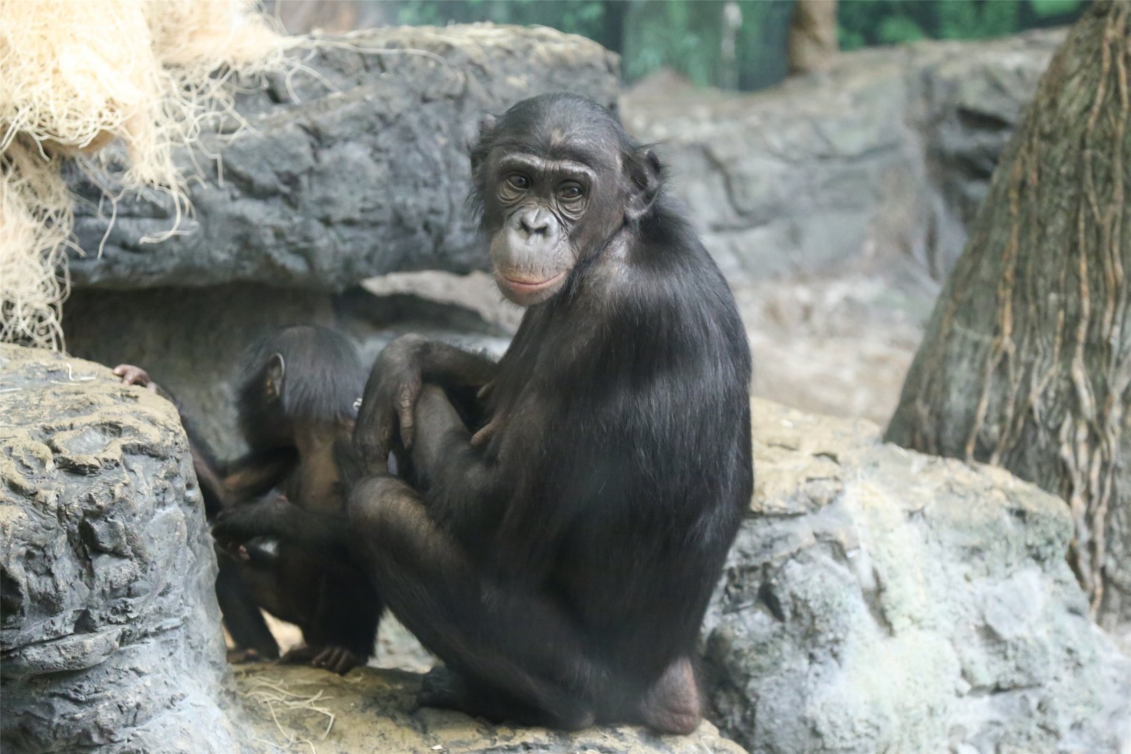 Bonobo with Baby, June 2015