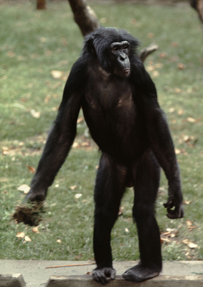 Bonobo with missile 1973
