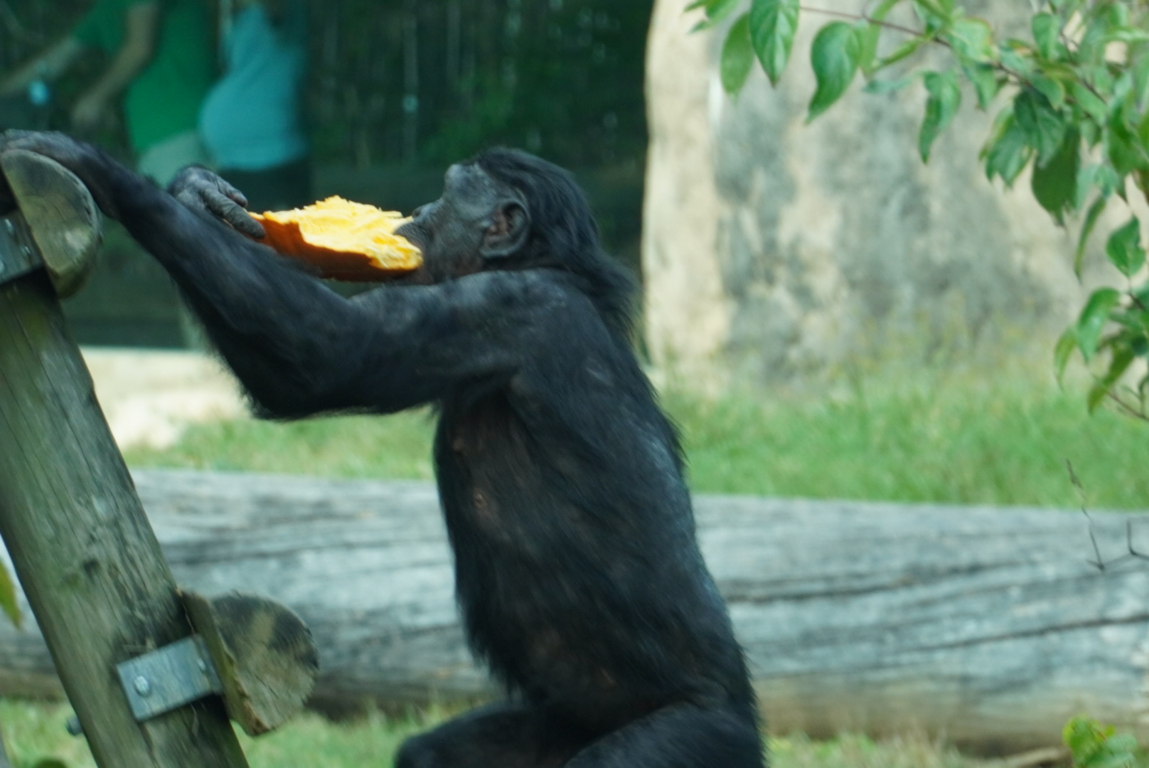 Bonobo with Pumpkin