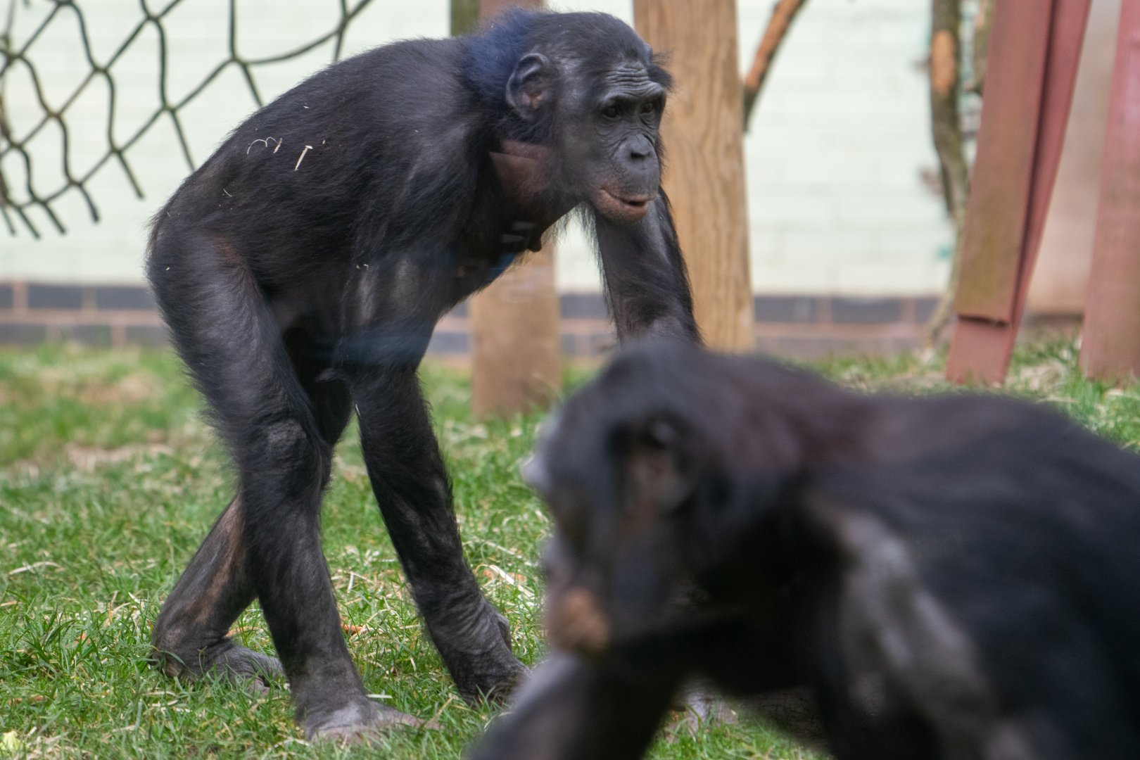Bonobo - Yuli - Twycross