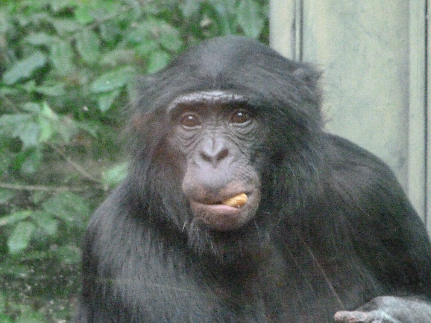 Bonobo -Zoologischer Garten Berlin (2024)