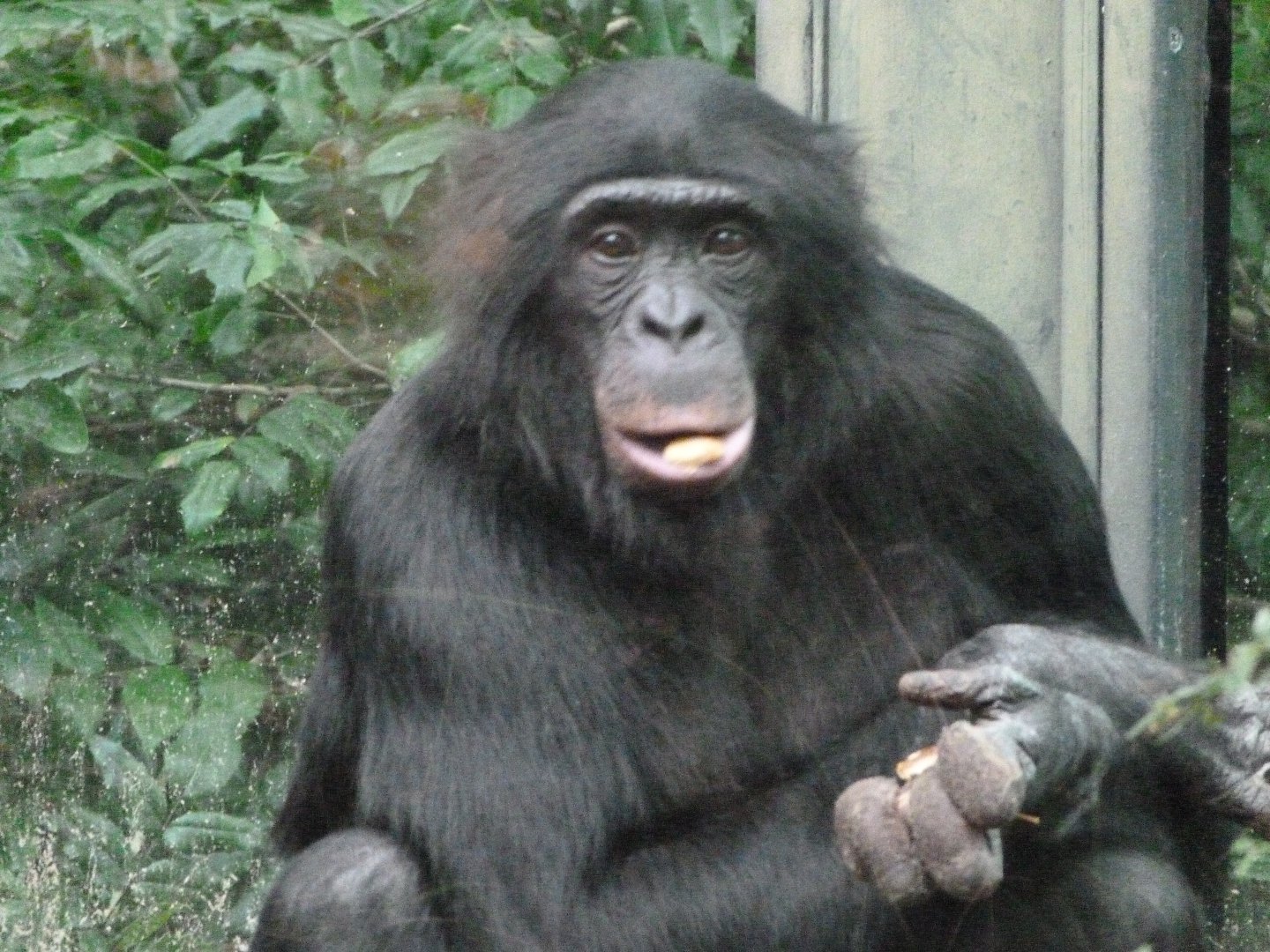 Bonobo -Zoologischer Garten Berlin (2024)