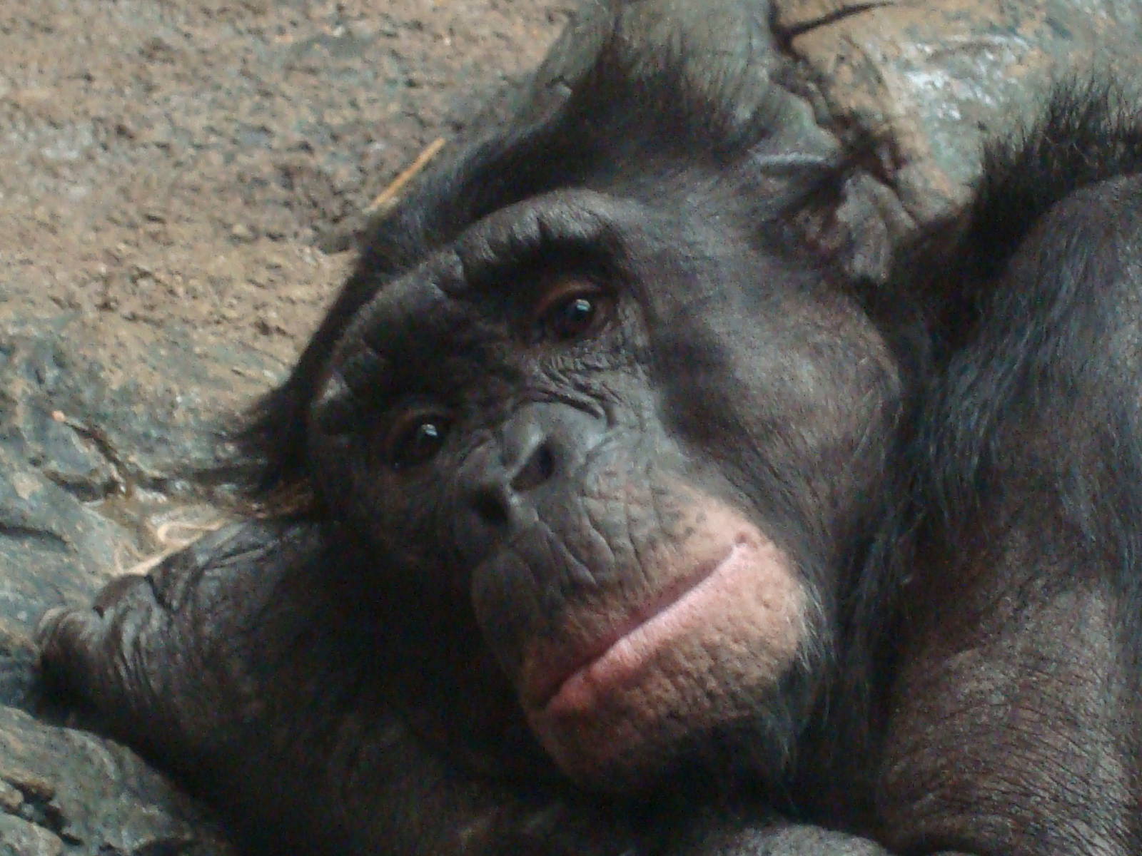 Bonobo